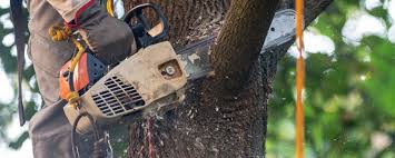 Trusted Petoskey, MI Tree Removal Experts